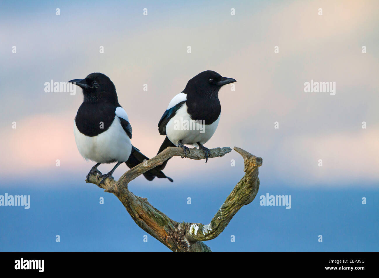 black-billed magpie (Pica pica), two black-billed magpies sitting on a twig, Norway, Trondheim Stock Photo