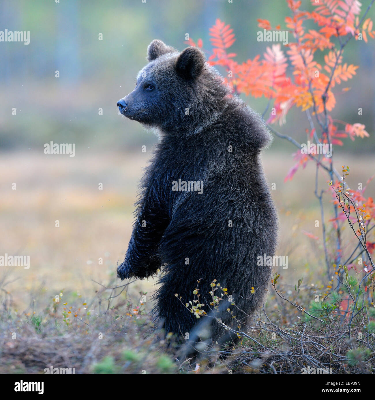 European brown bear (Ursus arctos arctos), young animal standing erect ...