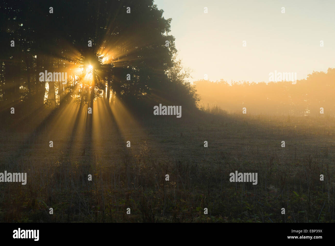 The sun shining through hires stock photography and images Alamy