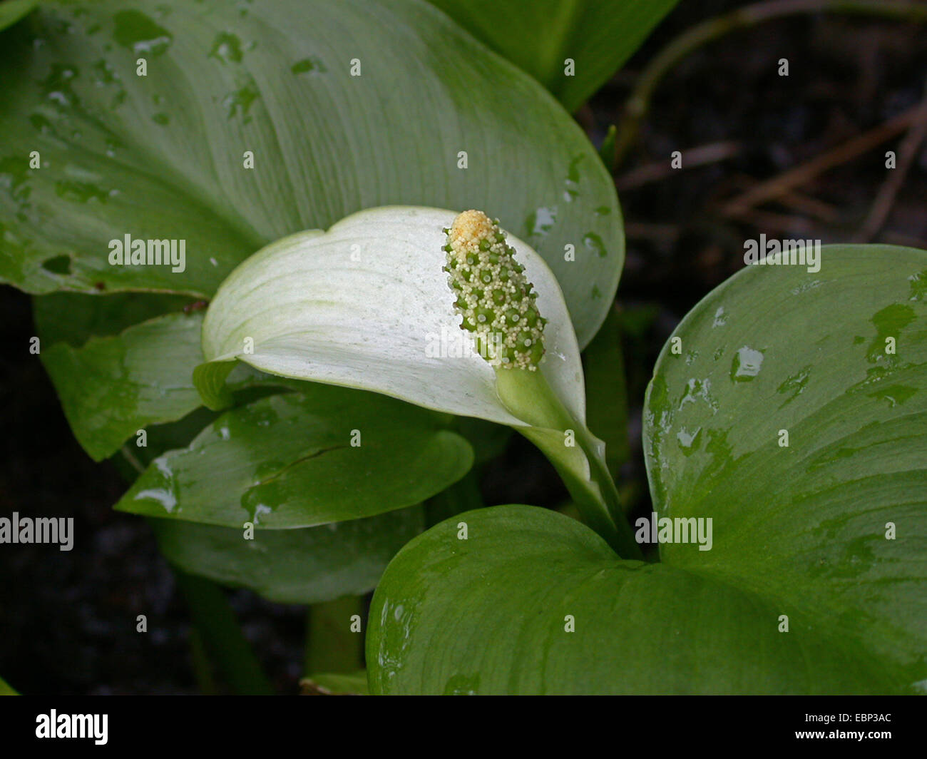 bog arum, wild calla (Calla palustris), blooming, Germany, North Rhine-Westphalia Stock Photo