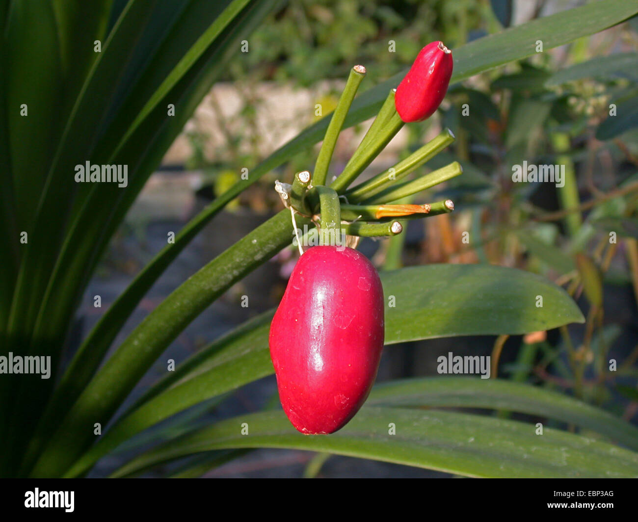 kaffir lily (Clivia miniata), fruits Stock Photo