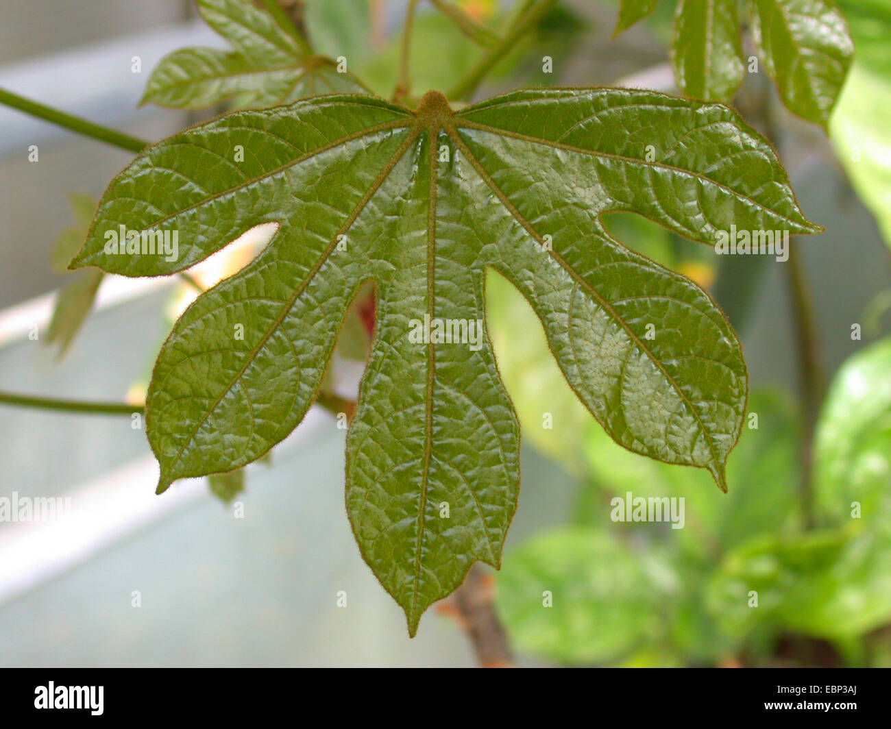 colanut, kolanut (Cola caricifolia, Cola afzelii), leaf Stock Photo