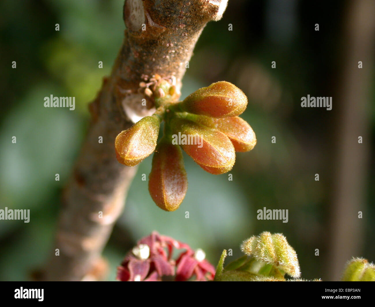 colanut, kolanut (Cola caricifolia (Cola afzelii)), flower buds Stock Photo