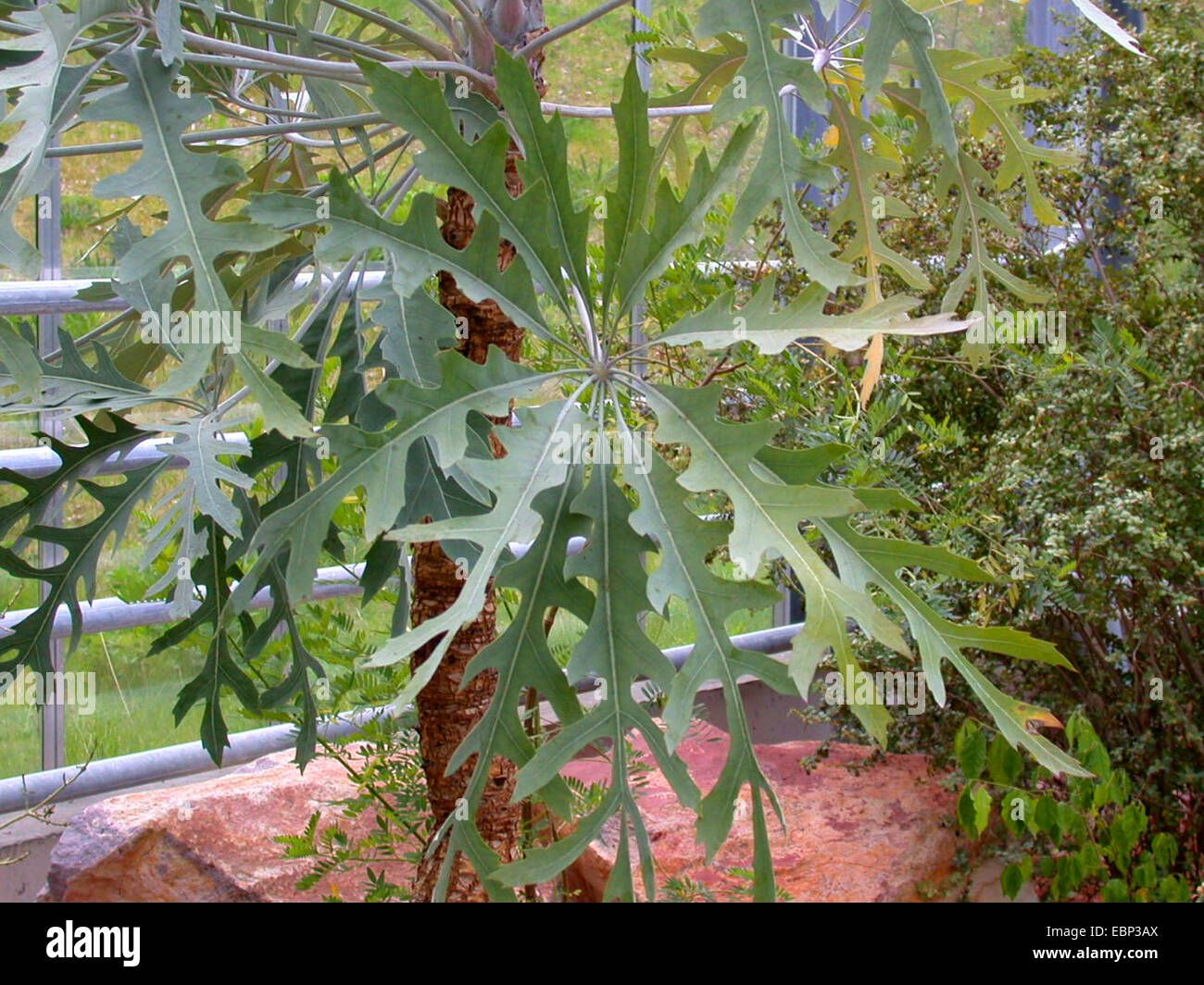 Cabbage tree (Cussonia paniculata), leaf Stock Photo