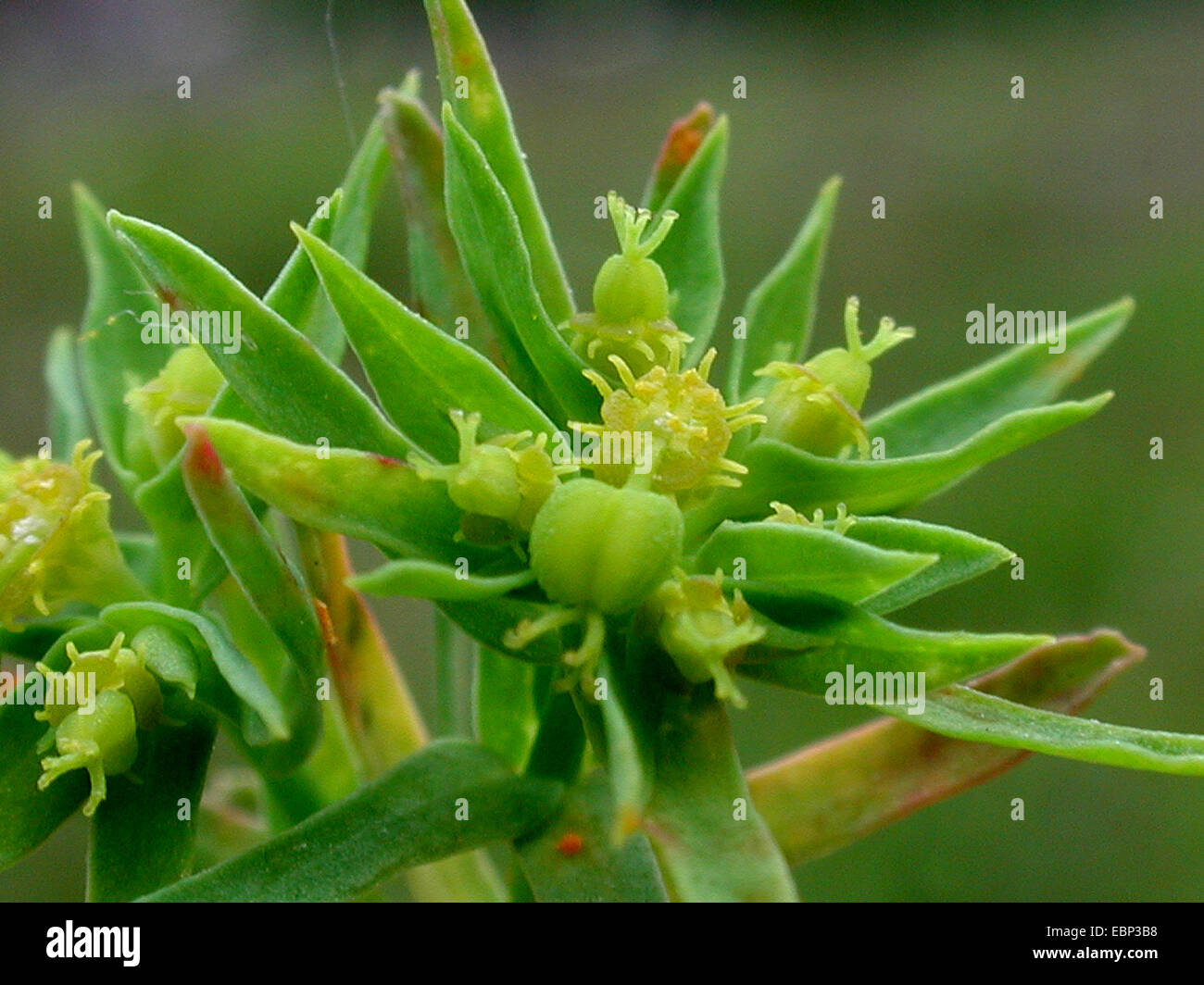 dwarf spurge, little spurge (Euphorbia exigua), blooming, Germany, North Rhine-Westphalia Stock Photo