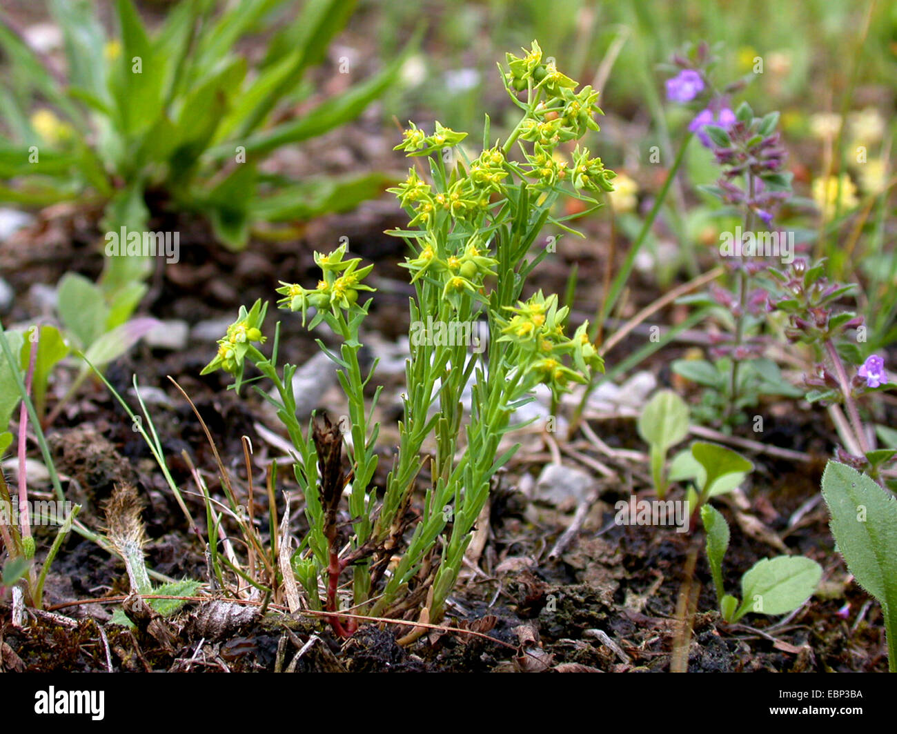 dwarf spurge, little spurge (Euphorbia exigua), blooming, Germany, North Rhine-Westphalia Stock Photo