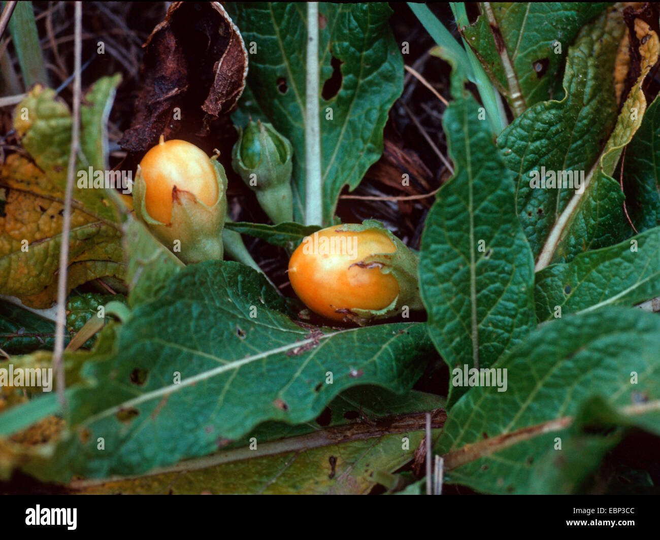 Autumn mandrake (Mandragora autumnalis), fruits, Turkey Stock Photo