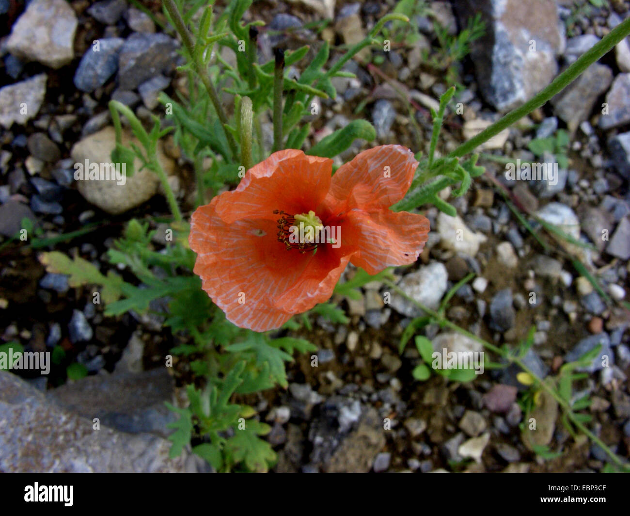 long-headed poppy, field poppy (Papaver dubium), flower, Germany Stock Photo