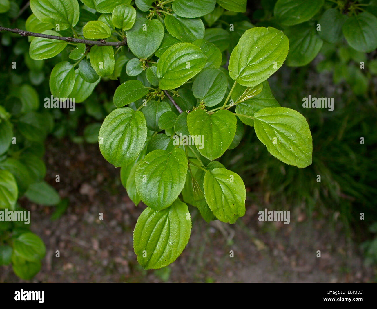 common buckthorn (Rhamnus catharticus), blooming branch, Germany Stock Photo