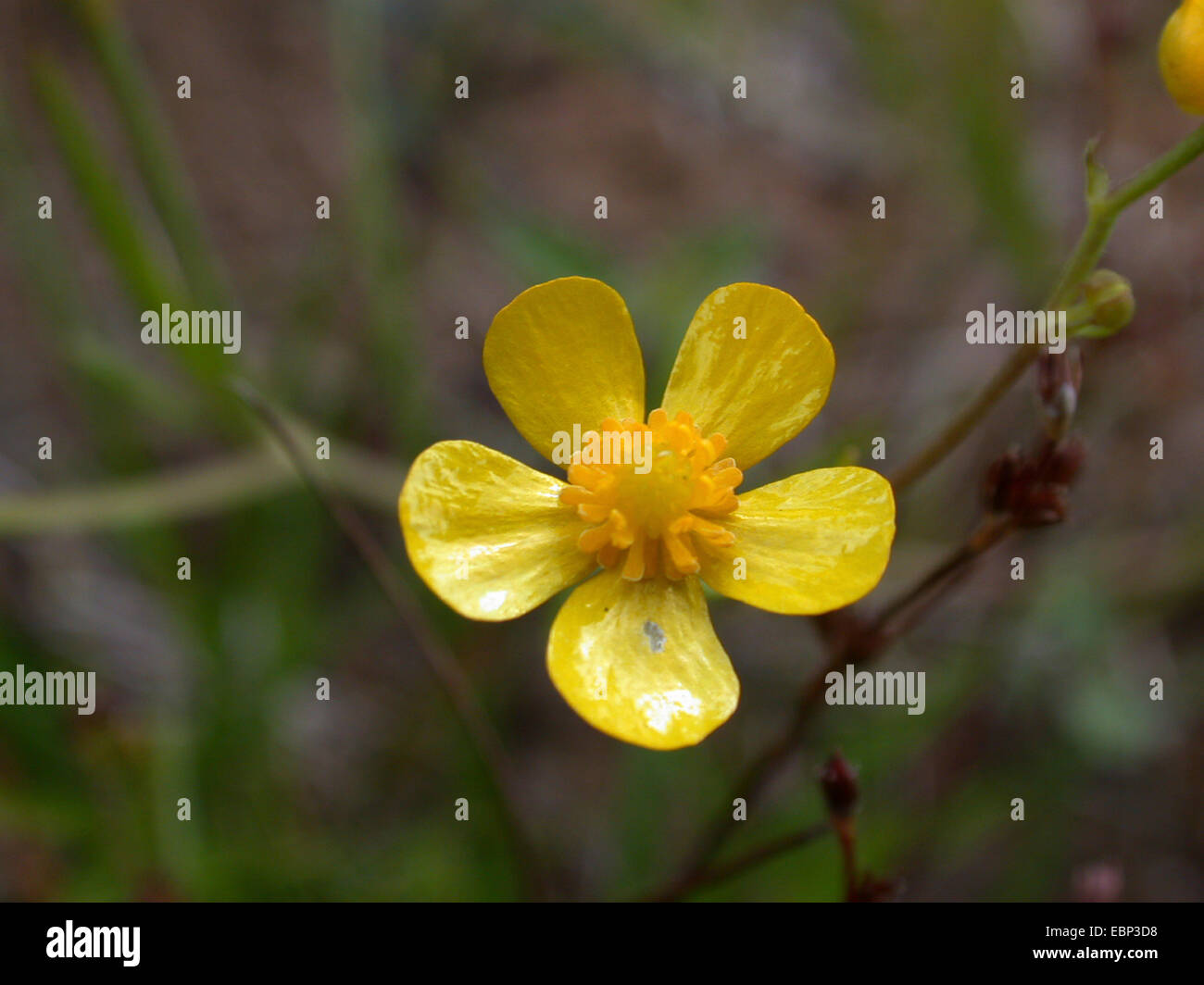 creeping buttercup, lesser spearwort (Ranunculus flammula), flower, Germany Stock Photo