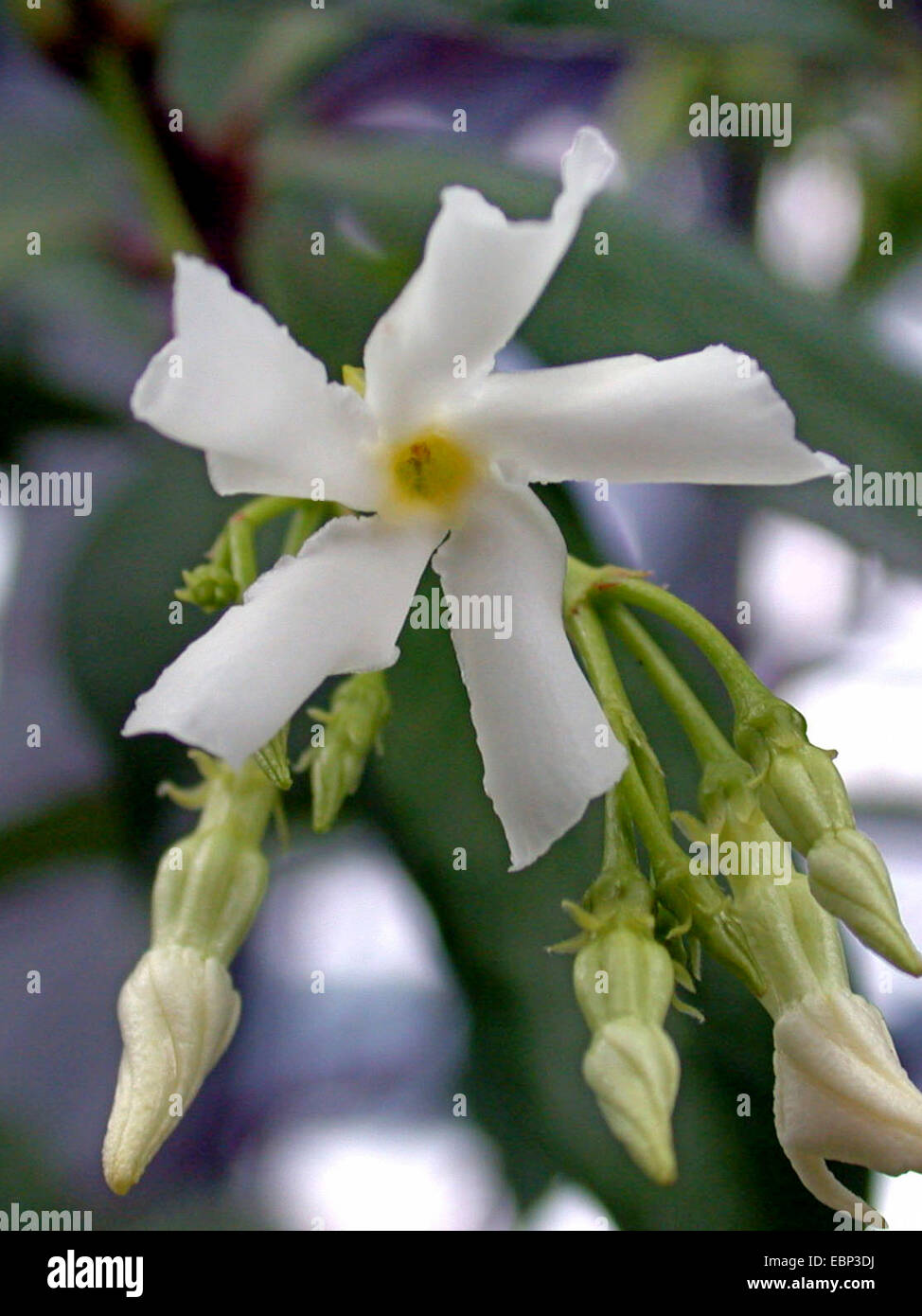 Star jasmine or confederate jasmine hires stock photography and images