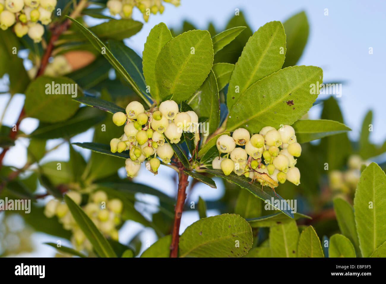 killarney strawberry tree (Arbutus unedo), flowering Stock Photo