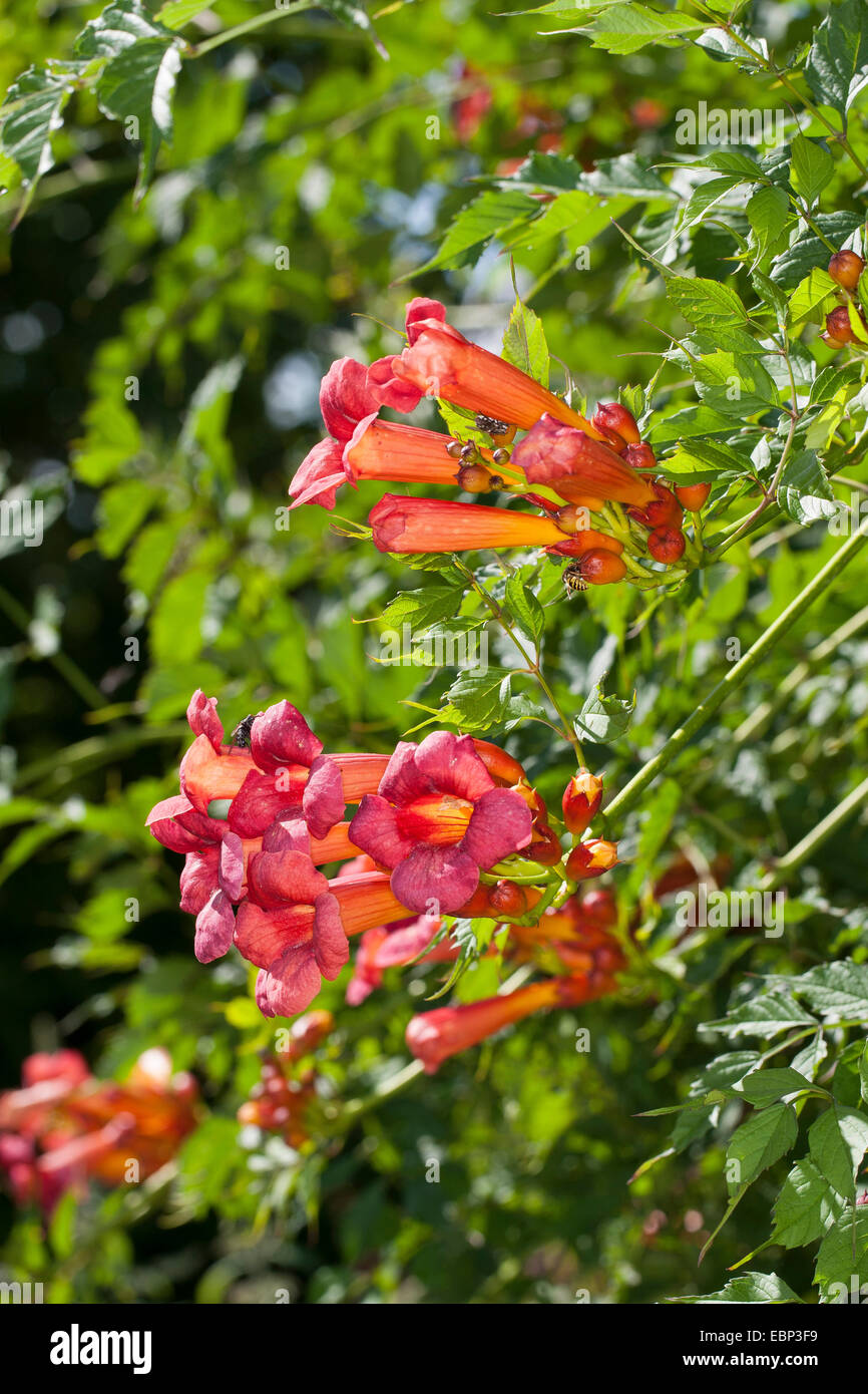 Trumpet creeper, Trumpet vine (Campsis radicans, Bignonia radicans, Tecoma radicans), flowers Stock Photo