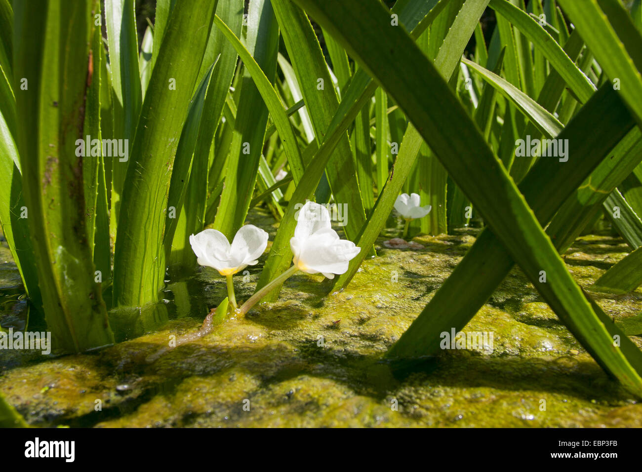 crab's-claw, water-soldier (Stratiotes aloides), blooming, Germany Stock Photo