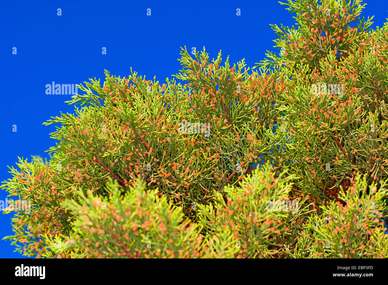 Phoenician juniper (Juniperus phoenicea turbinata, Juniperus turbinata), twigs with male flowers Stock Photo