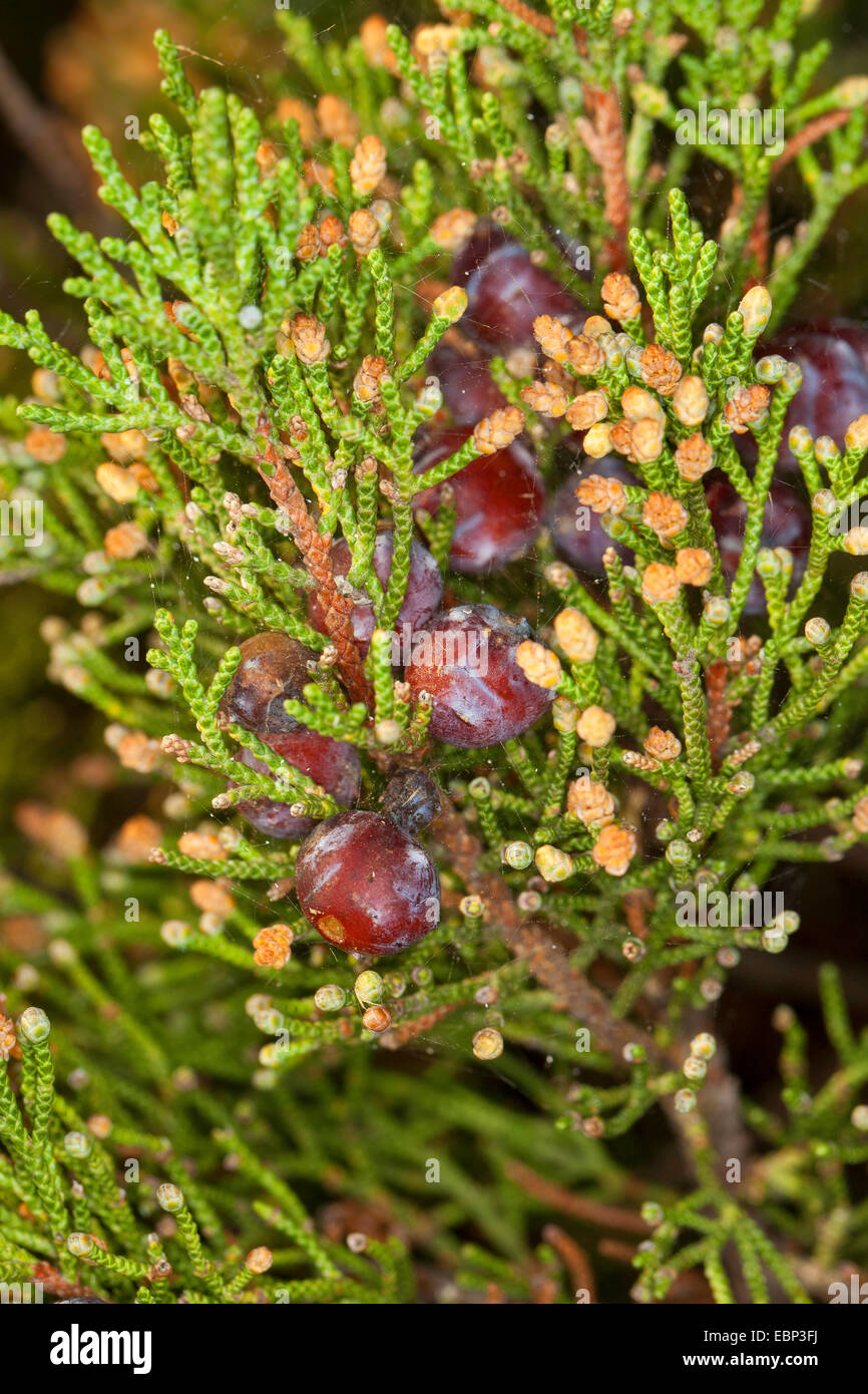 Phoenician juniper (Juniperus phoenicea turbinata, Juniperus turbinata), with ripe cones and male flowers Stock Photo