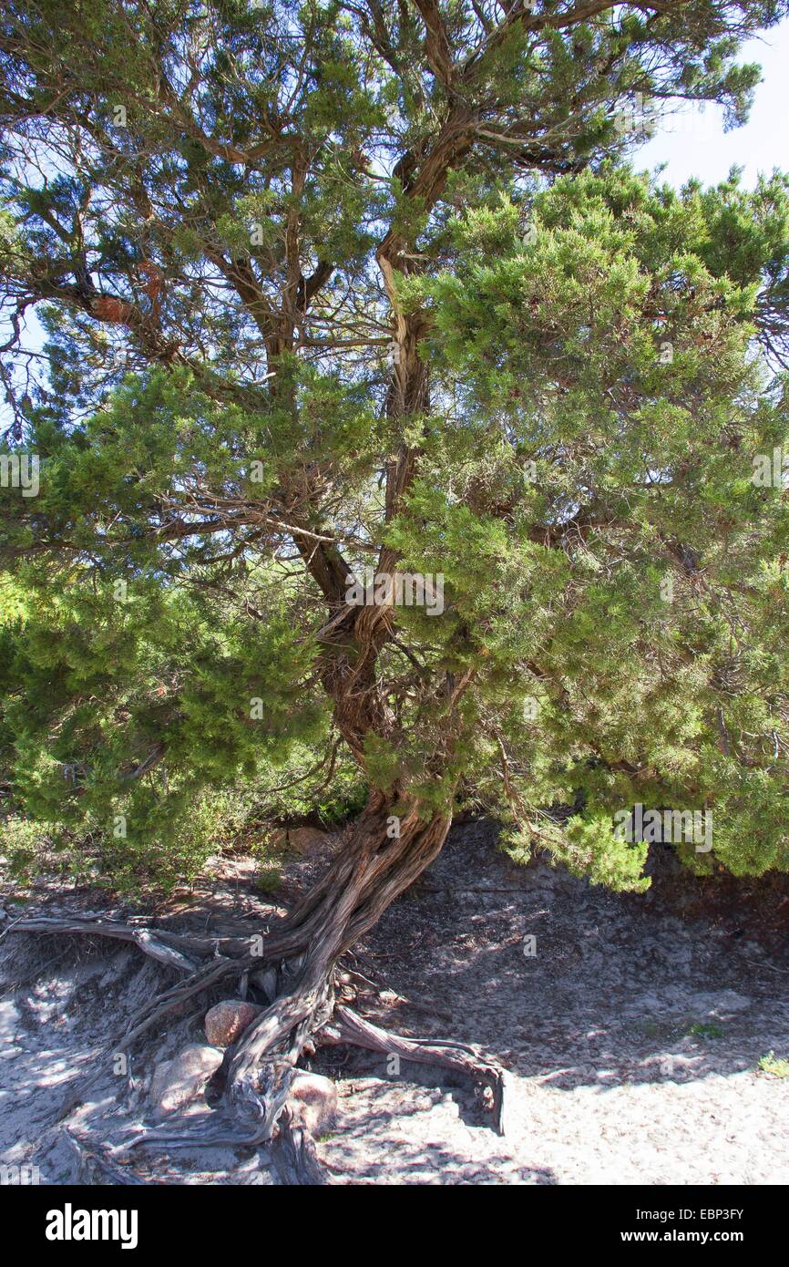 Phoenician juniper (Juniperus phoenicea turbinata, Juniperus turbinata), old tree in dunes Stock Photo