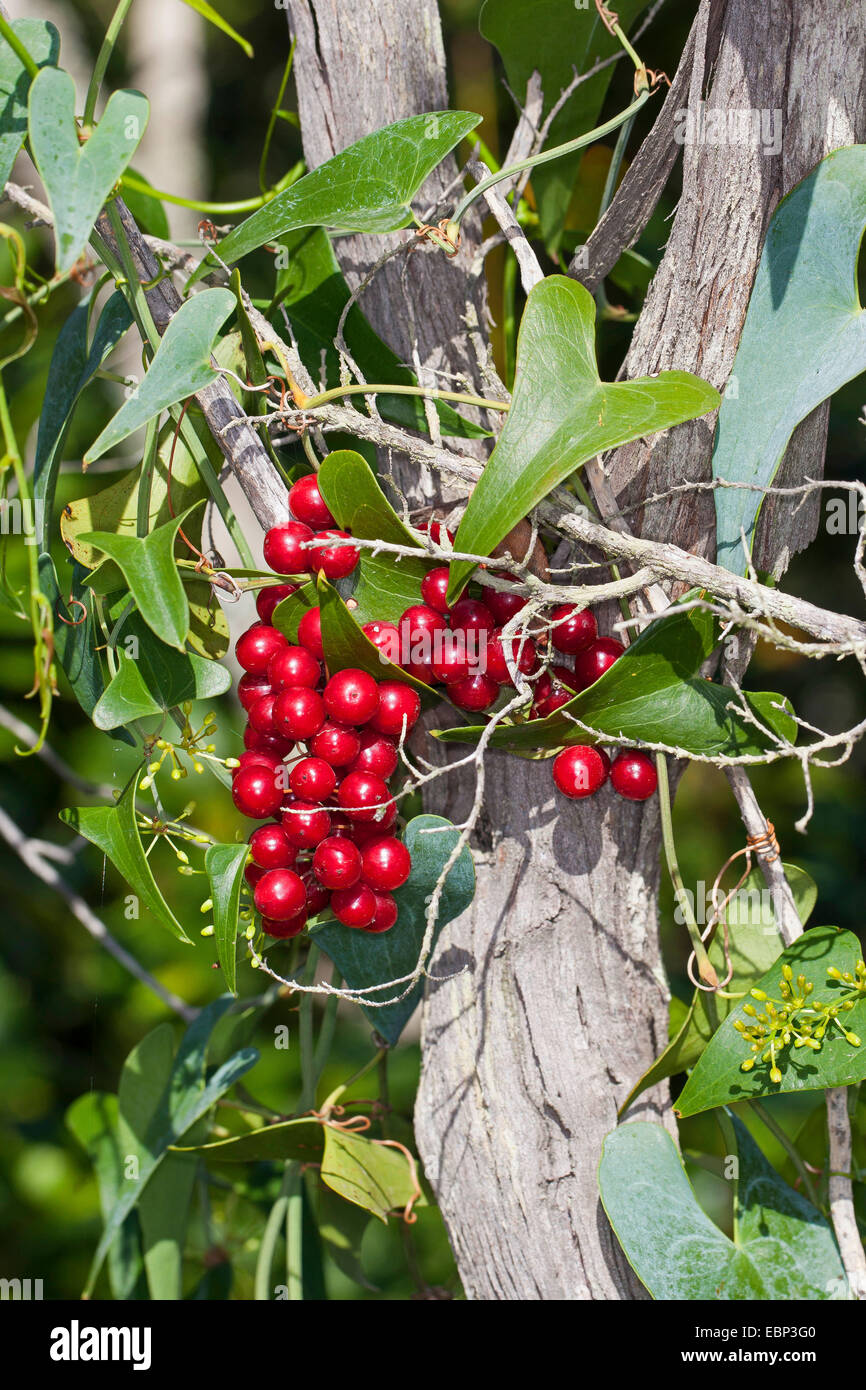 Italian sarsaparilla, Sarsaparilla, Rough bindweed (Smilax aspera), climbing on a bush with ripe berries Stock Photo