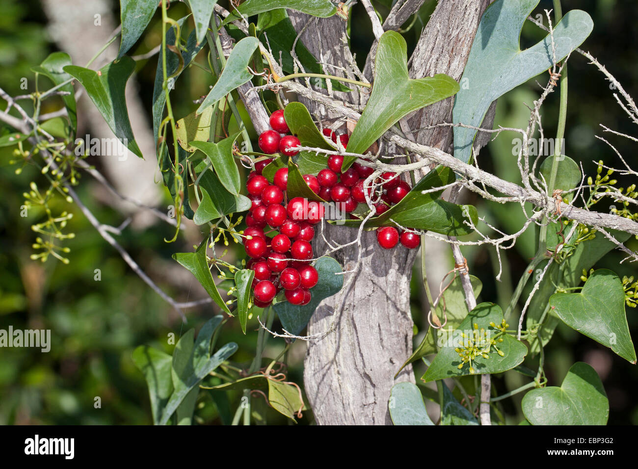 Italian sarsaparilla, Sarsaparilla, Rough bindweed (Smilax aspera), climbing on a bush with ripe berries Stock Photo