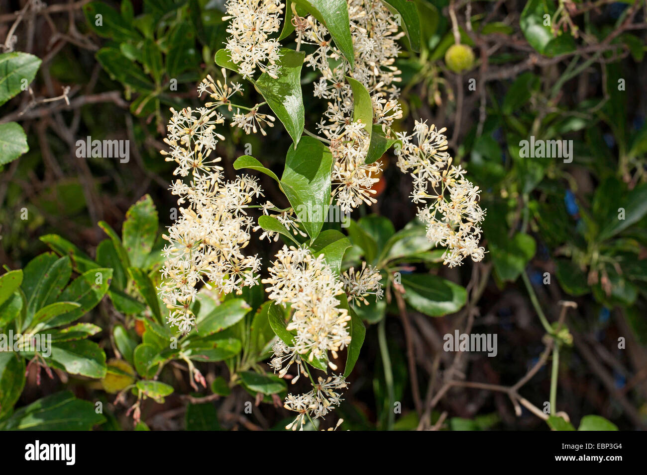 Italian sarsaparilla, Sarsaparilla, Rough bindweed (Smilax aspera), blooming branch Stock Photo
