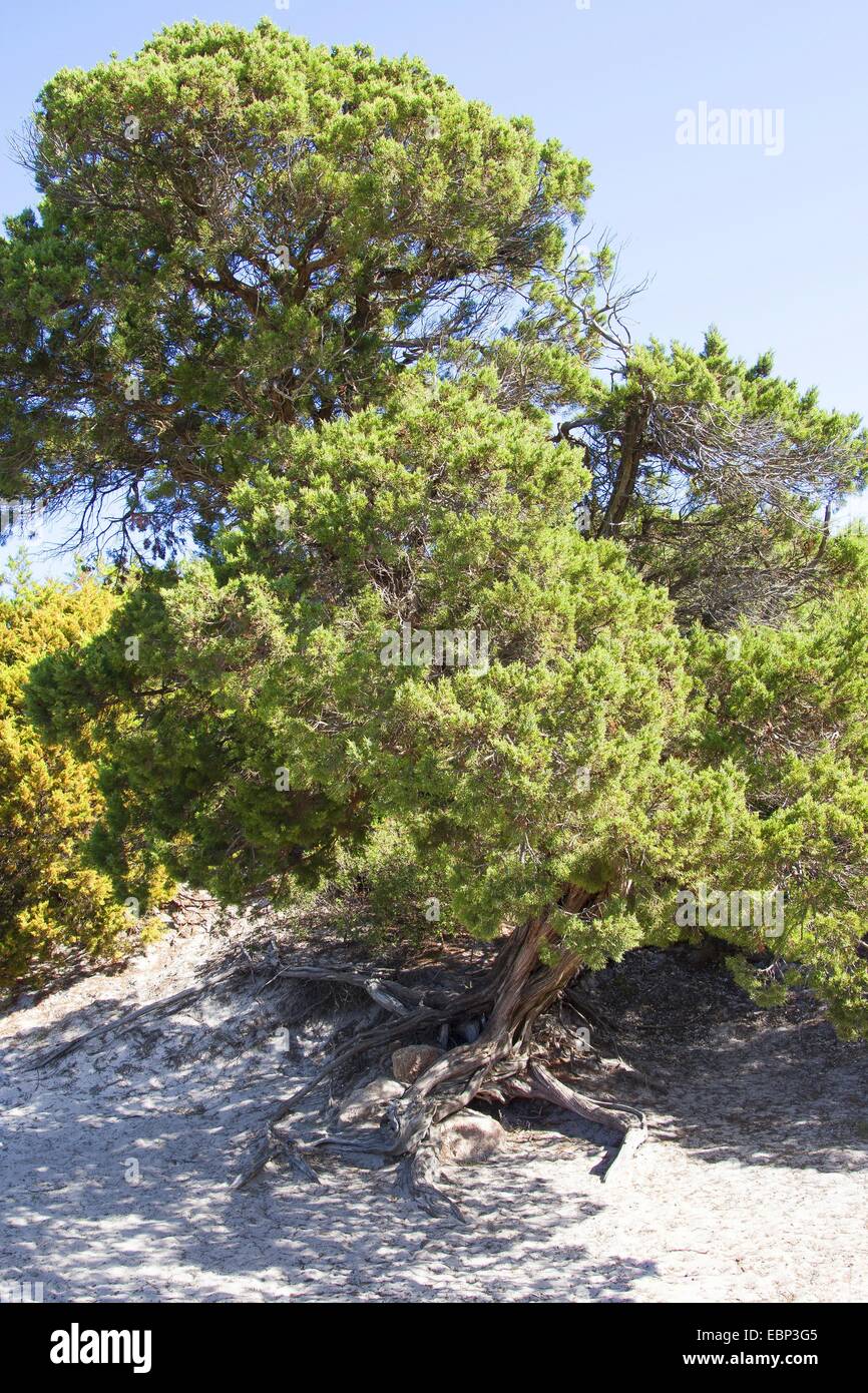 Phoenician juniper (Juniperus phoenicea turbinata, Juniperus turbinata), old tree in dunes Stock Photo