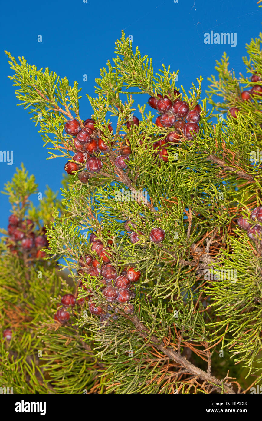 Phoenician juniper (Juniperus phoenicea turbinata, Juniperus turbinata), branch with cones against blue sky Stock Photo