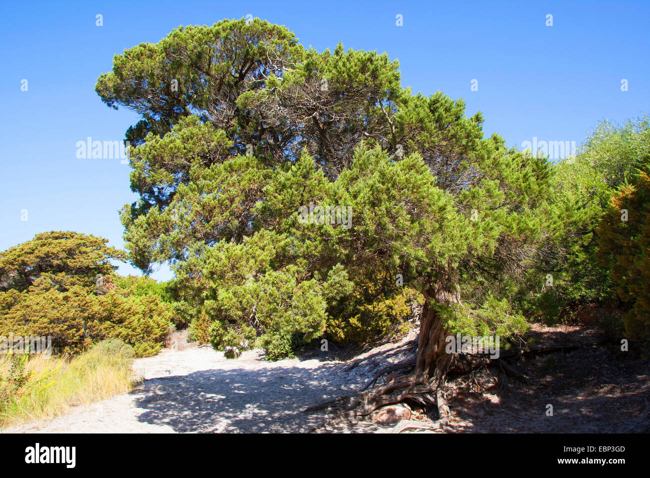 Phoenician juniper (Juniperus phoenicea turbinata, Juniperus turbinata), old tree in dunes Stock Photo