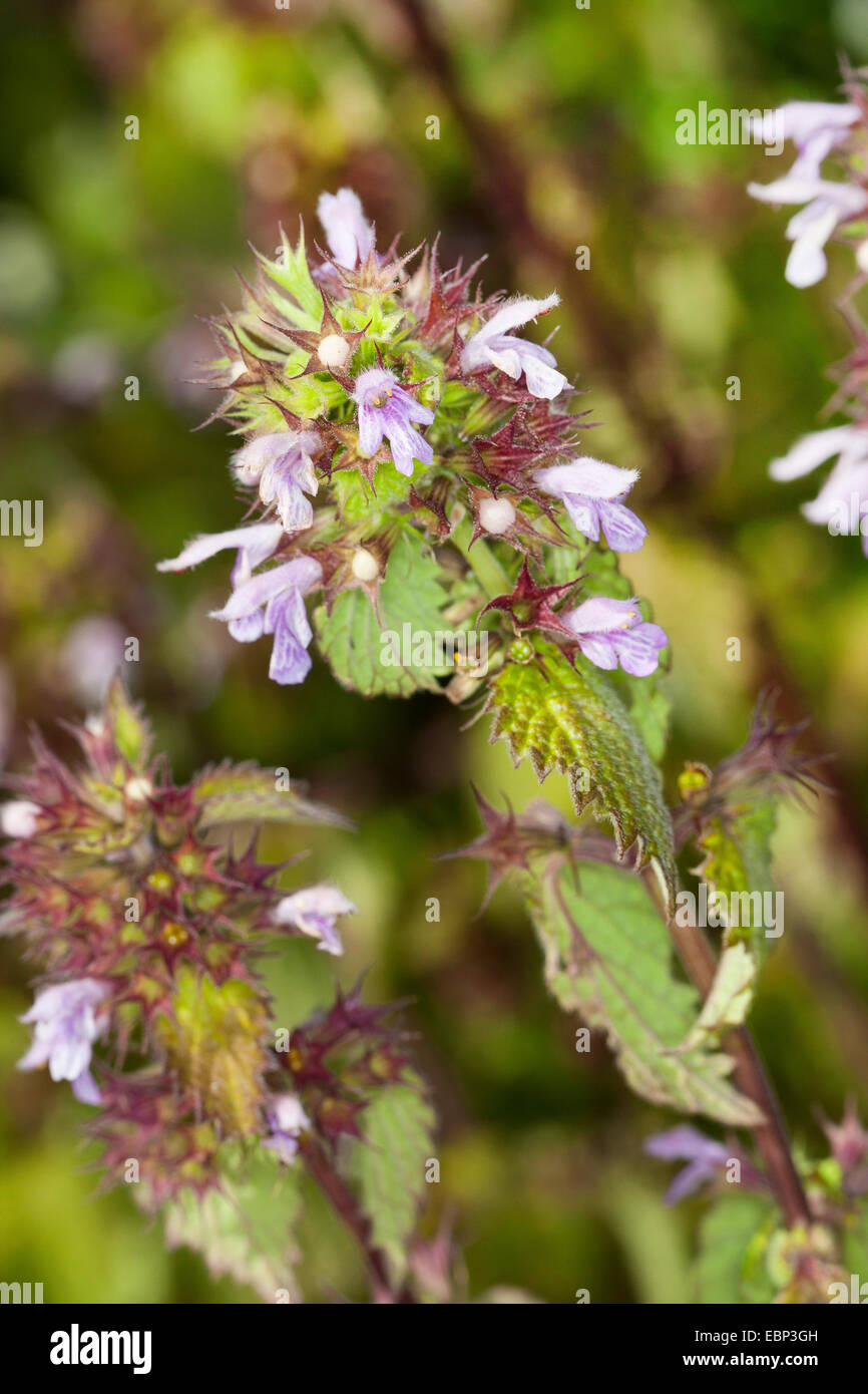 Black horehound (Ballota nigra), inflorescence, Germany Stock Photo - Alamy