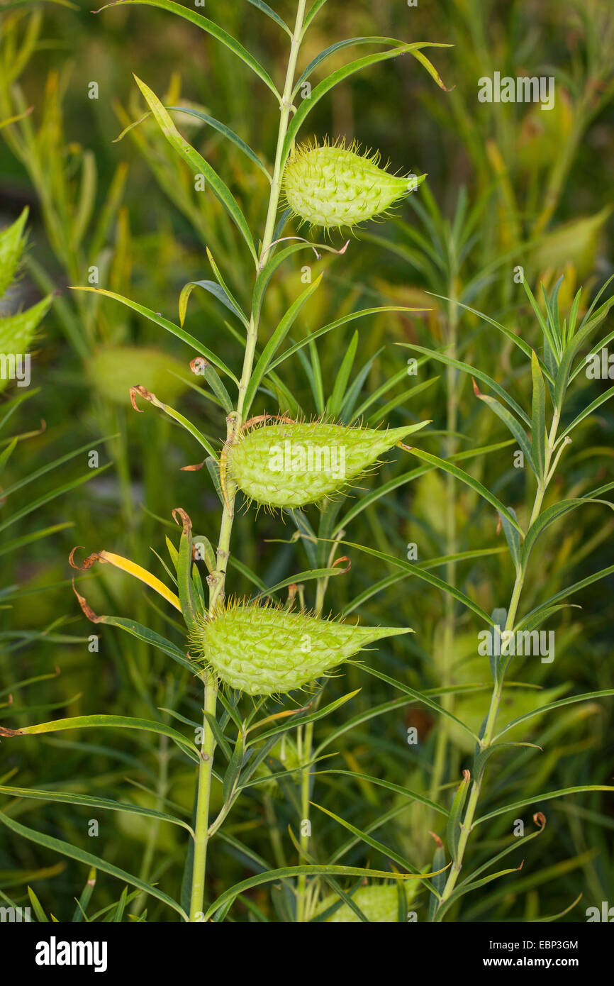 Swan Plant, Goose Plant, Goose Plant, Milkweed, Sildweed, Narrow-leaved cotton bush, Swan Plant Milkweed, Tennis Ball Bush, Balloon-cotton, Bristle-fruit (Gomphocarpus fruticosus, Asclepias fruticosa), fruits Stock Photo