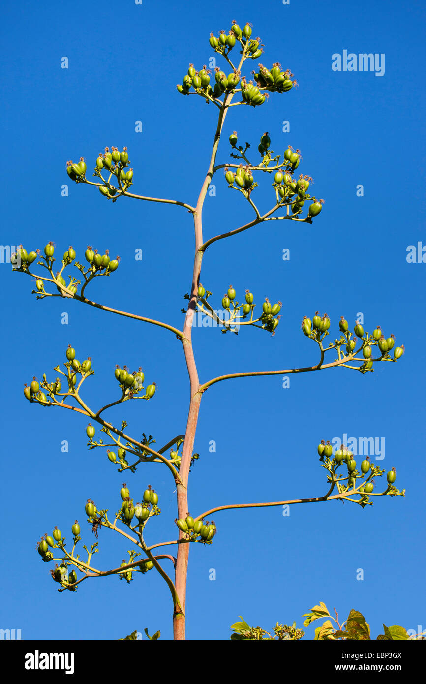 Agave, Century Plant (Agave americana), infructescence Stock Photo