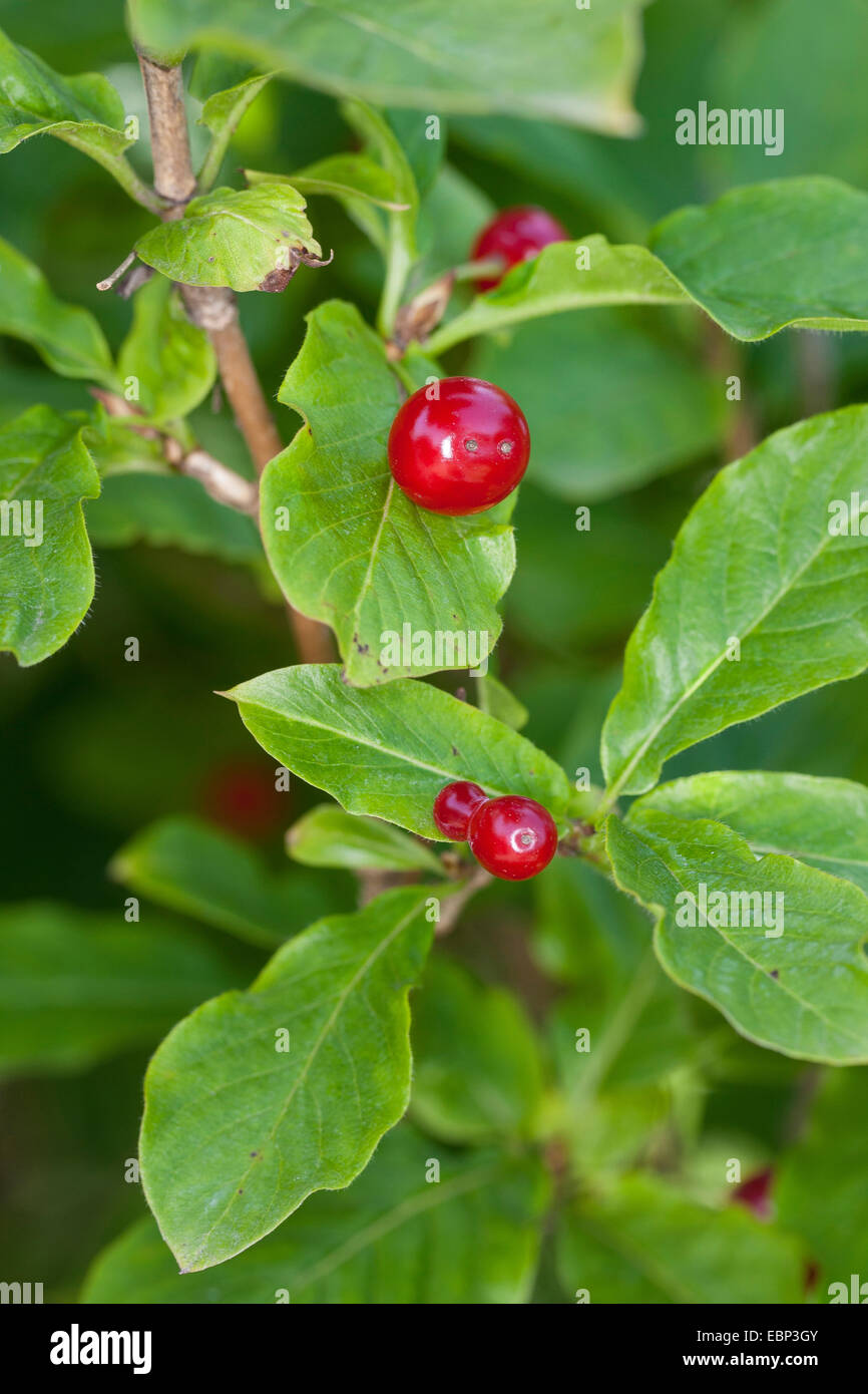 Alpine Honeysuckle (Lonicera alpigena), branch with fruits, Germany Stock Photo Alamy