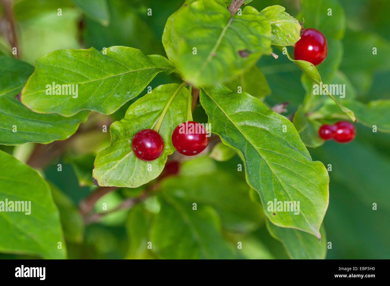 Alpine Honeysuckle (Lonicera alpigena), branch with fruits, Germany Stock Photo