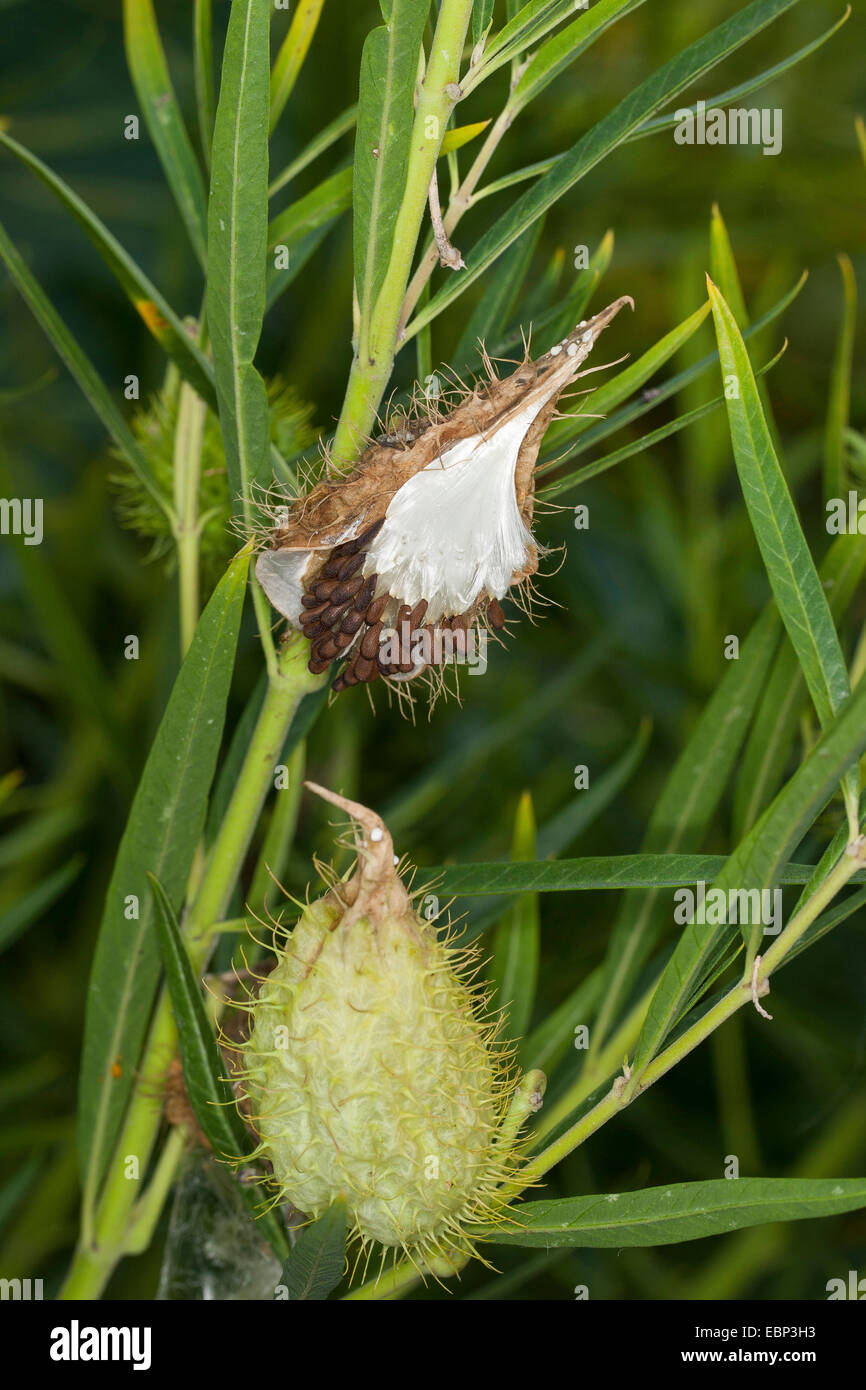 Swan Plant, Goose Plant, Goose Plant, Milkweed, Sildweed, Narrow-leaved cotton bush, Swan Plant Milkweed, Tennis Ball Bush, Balloon-cotton, Bristle-fruit (Gomphocarpus fruticosus, Asclepias fruticosa), fruits Stock Photo