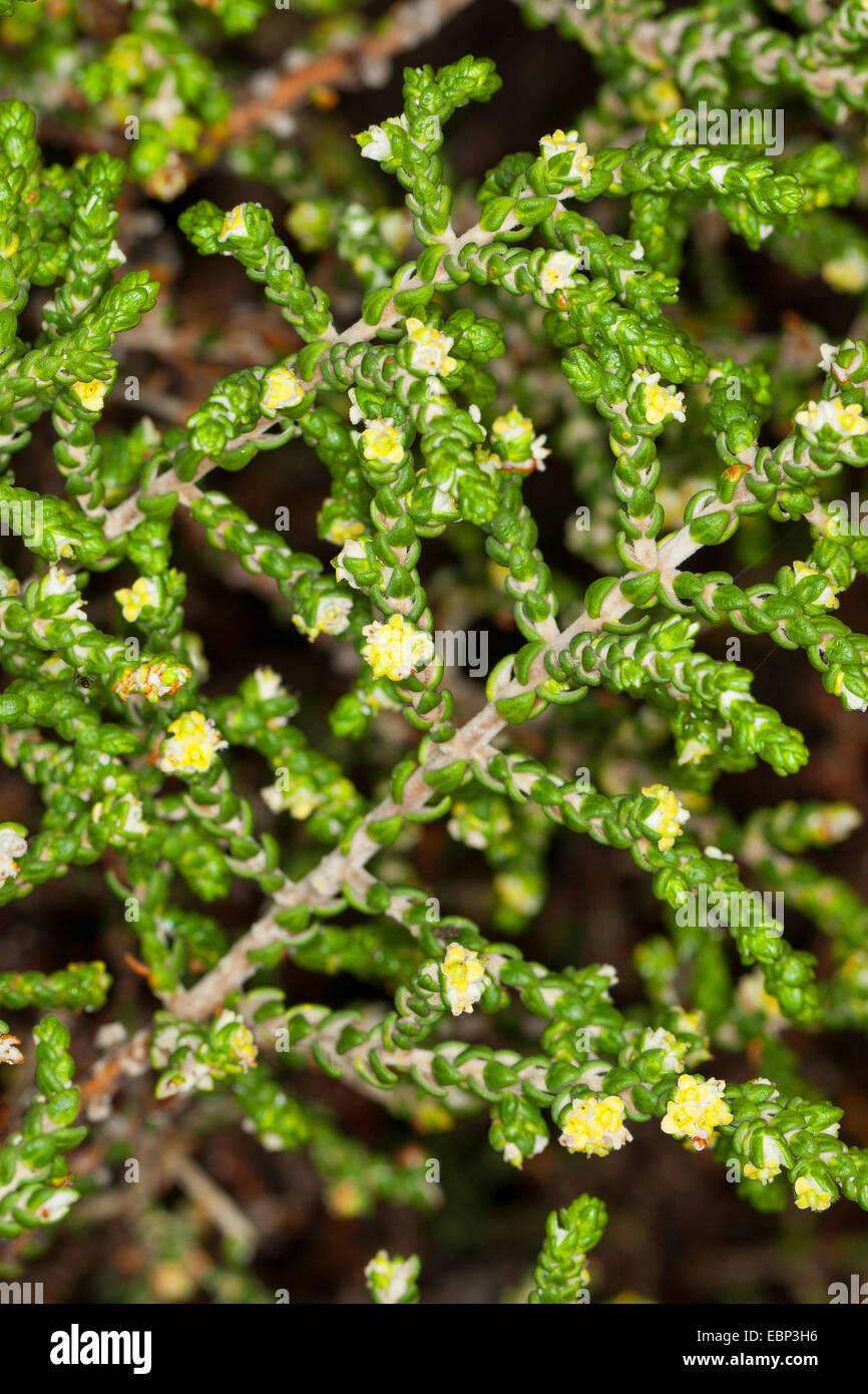 Mitnan, Shaggy Sparrow-Wort (Thymelaea hirsuta, Passerina hirsuta), blooming Stock Photo