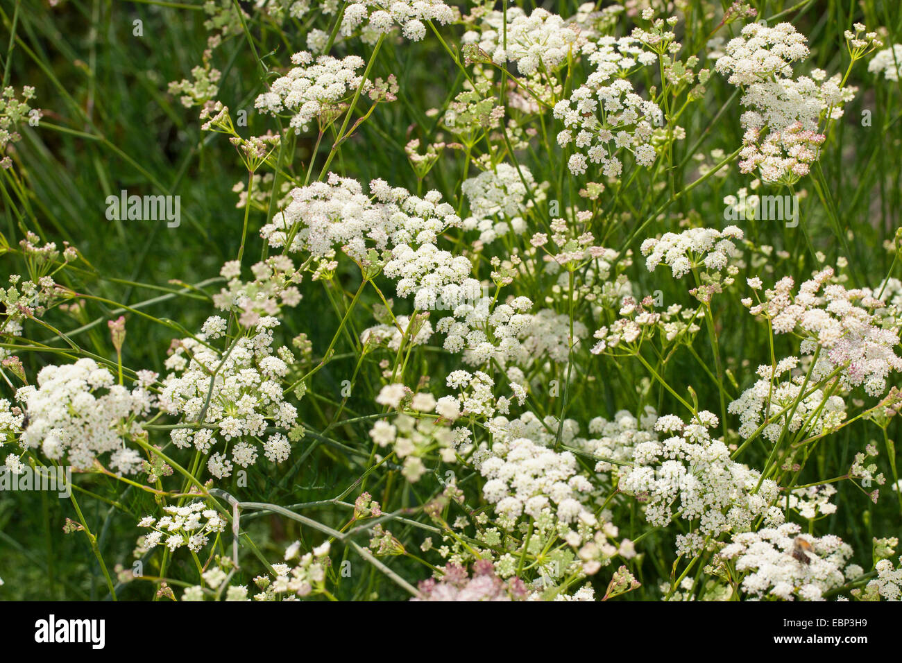 Dissected Moon Carrot (Seseli montanum), blooming, Germany Stock Photo