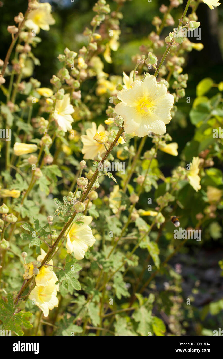 Rugose Hollyhock, Hairy Hollyhock, Yellow Hollyhock (Alcea rugosa), blooming Stock Photo