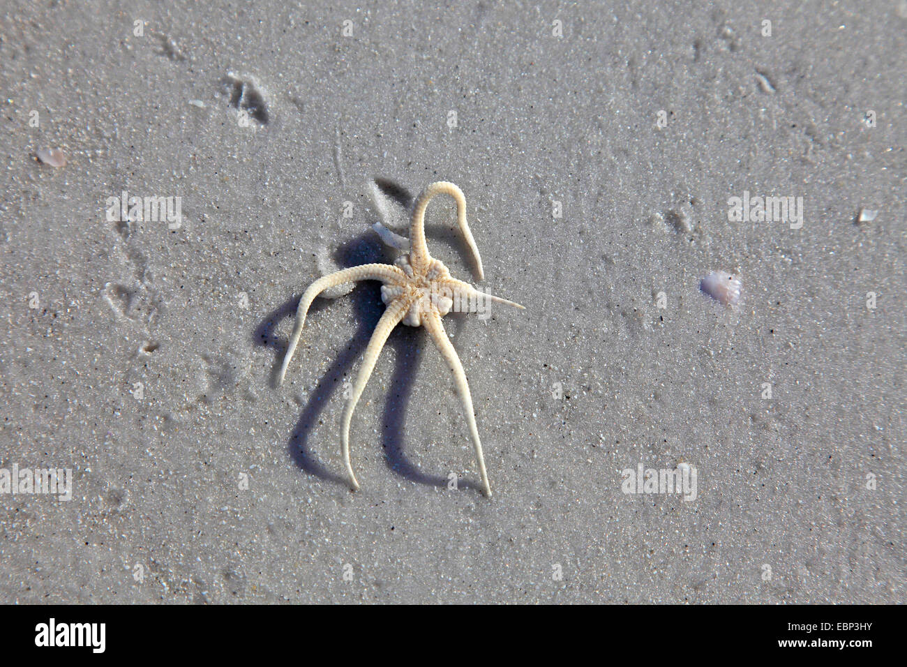 Brittle stars, Serpent stars, Basket stars (Ophiuroidea), on the beach