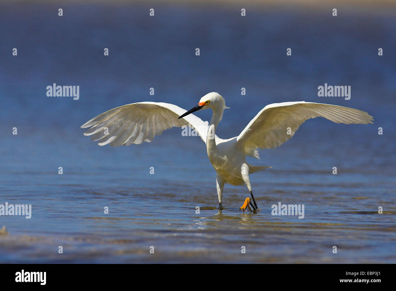 snowy egret (Egretta thula), on the feed, USA, Florida, Sanibel Island Stock Photo