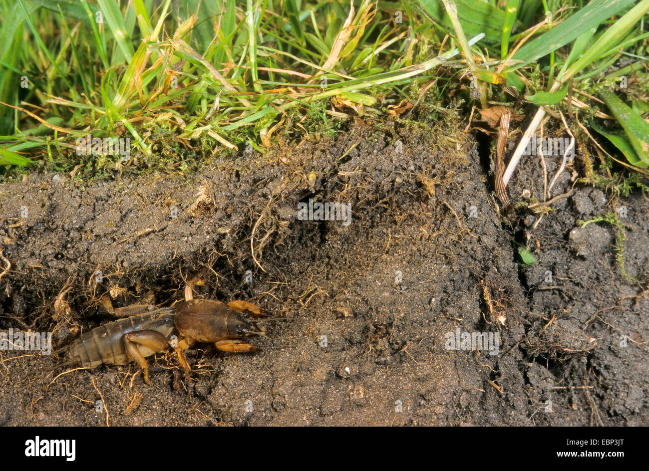 European mole cricket, Mole cricket (Gryllotalpa gryllotalpa), subsurface, Germany Stock Photo