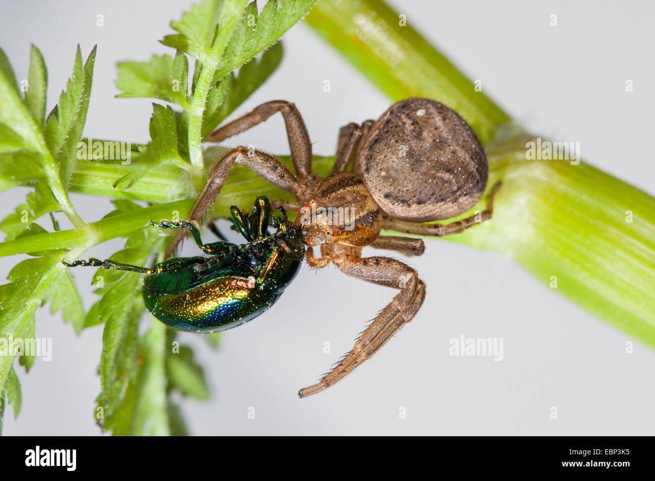 Erratic Crab-spider, crab spider (Xysticus cf. erraticus), with caught leaf beetle, Germany Stock Photo