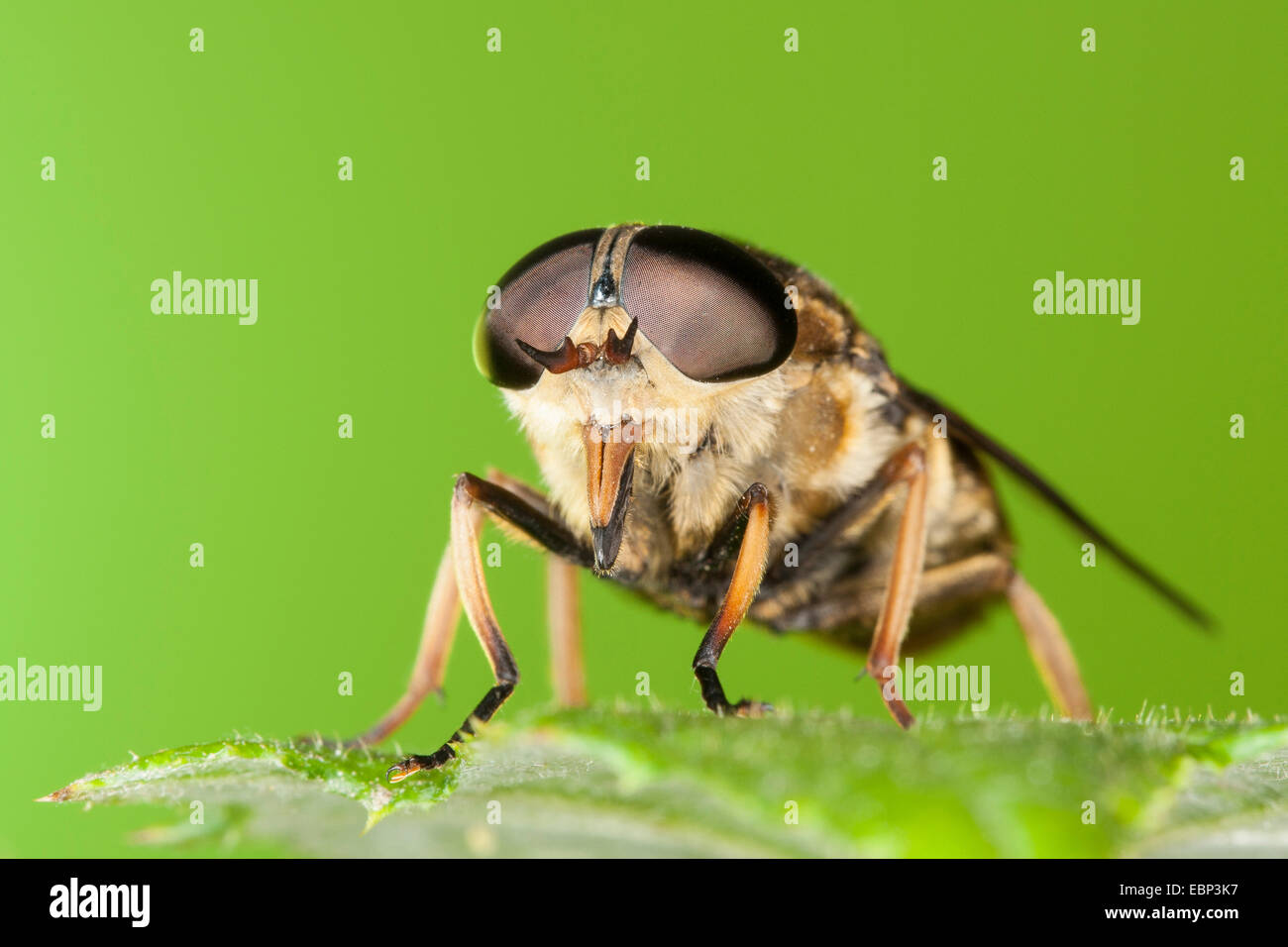 horsefly (Tabanus sudeticus), portrait with compound eyes and stinging mouthparts, Germany Stock Photo