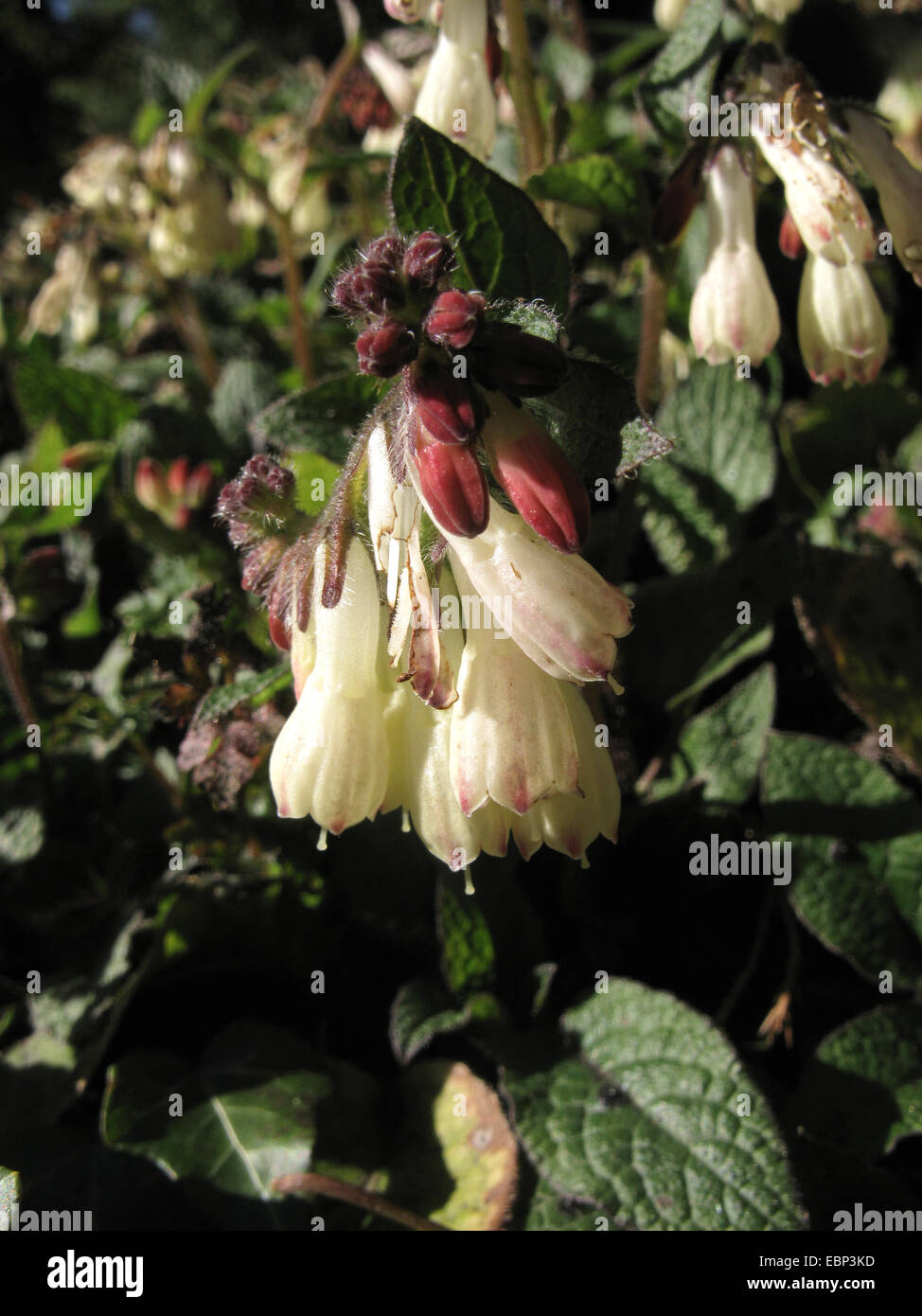 Dwarf Comfrey (Symphytum grandiflorum), flowers Stock Photo