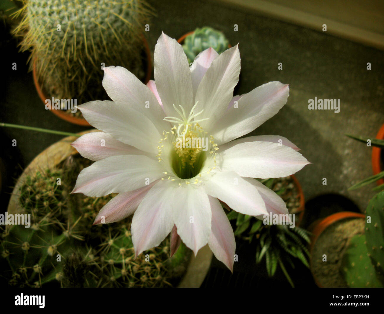 cob cactus (Echinopsis spec.), blooming on a window sill Stock Photo
