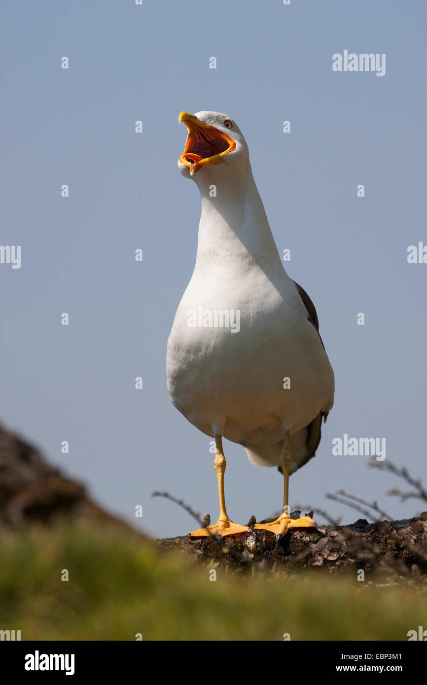 lesser black-backed gull (Larus fuscus), calling, Germany Stock Photo