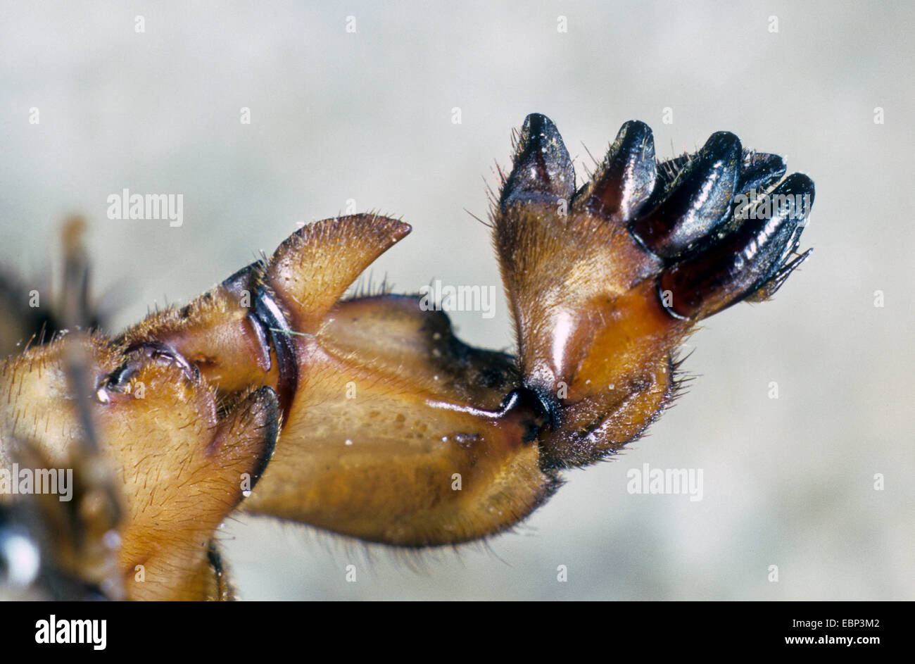 European mole cricket, Mole cricket (Gryllotalpa gryllotalpa), mole-like forelegs, Germany Stock Photo