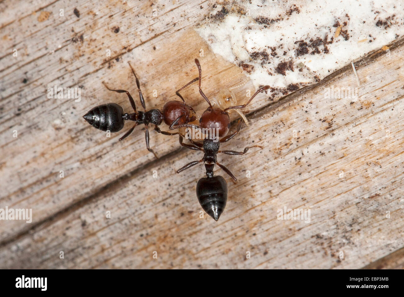 Acrobat ant, Mediterranean myrmicine ant (Crematogaster scutellaris), two acrobat ants with prey, Germany Stock Photo