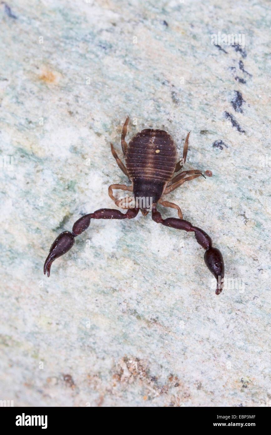 Pseudoscorpion, False scorpion, Book scorpion (Pseudoscorpiones), on a stone, France, Corsica Stock Photo