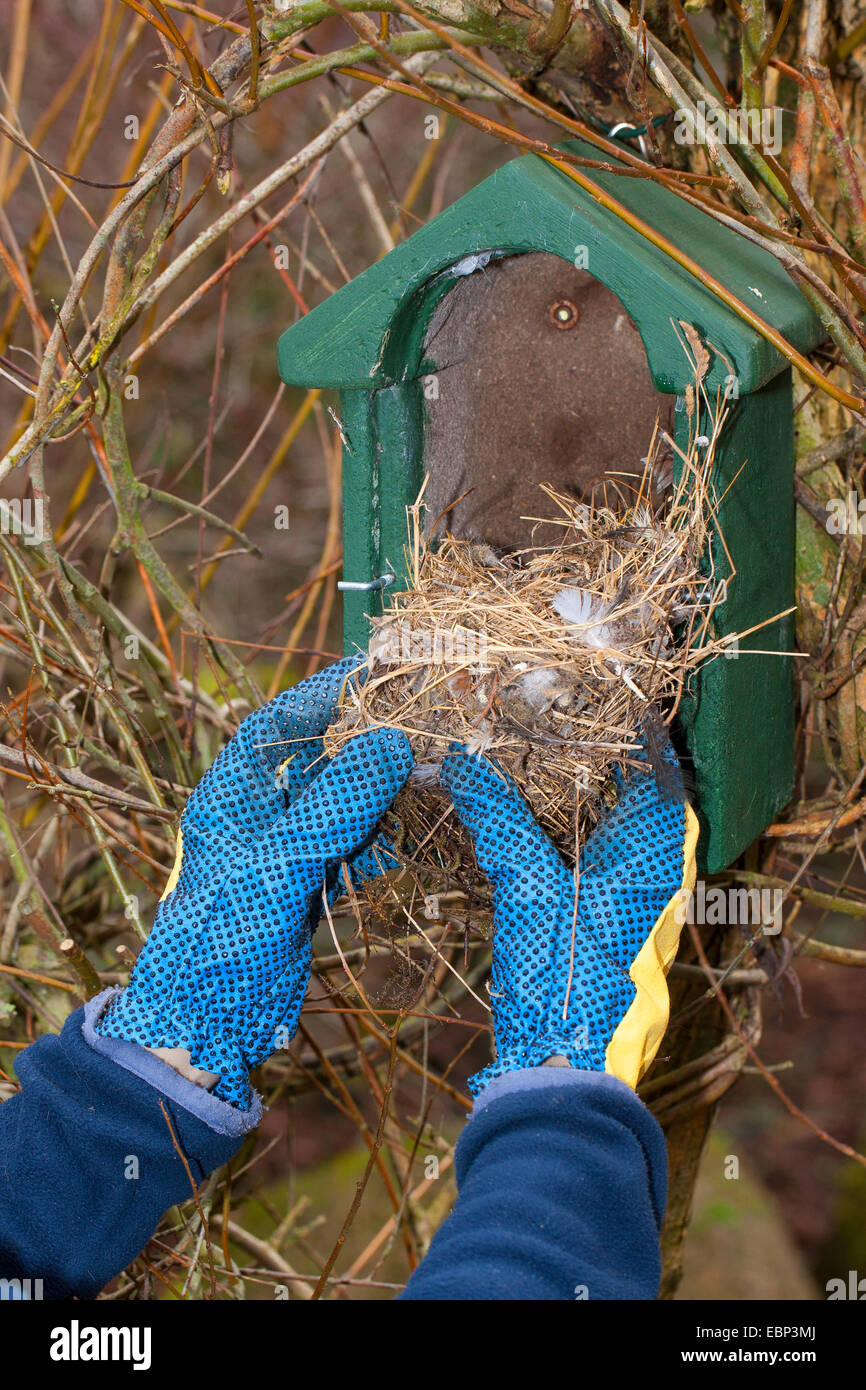 Cleaning nest box, nesting-box for birds, Germany Stock Photo