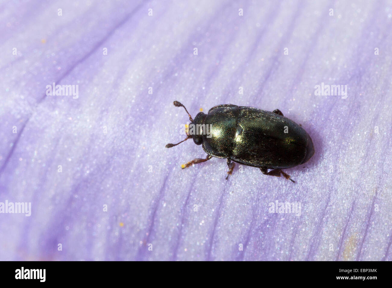Pollen beetle (Meligethes aeneus, Brassicogethes aeneus), sits on the