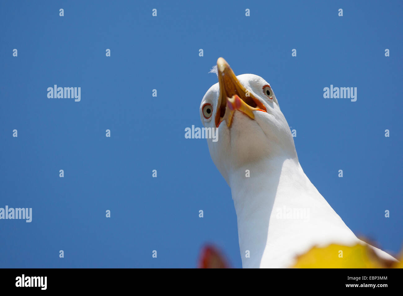 lesser black-backed gull (Larus fuscus), calling, Germany Stock Photo